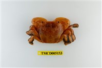 藏品(字紋弓蟹)的圖片